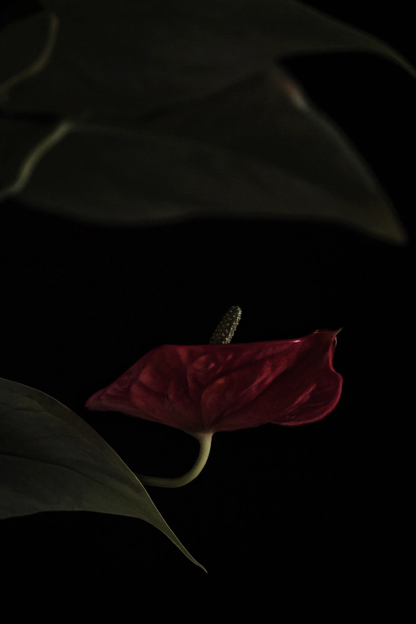 Anthurium_3.JPG