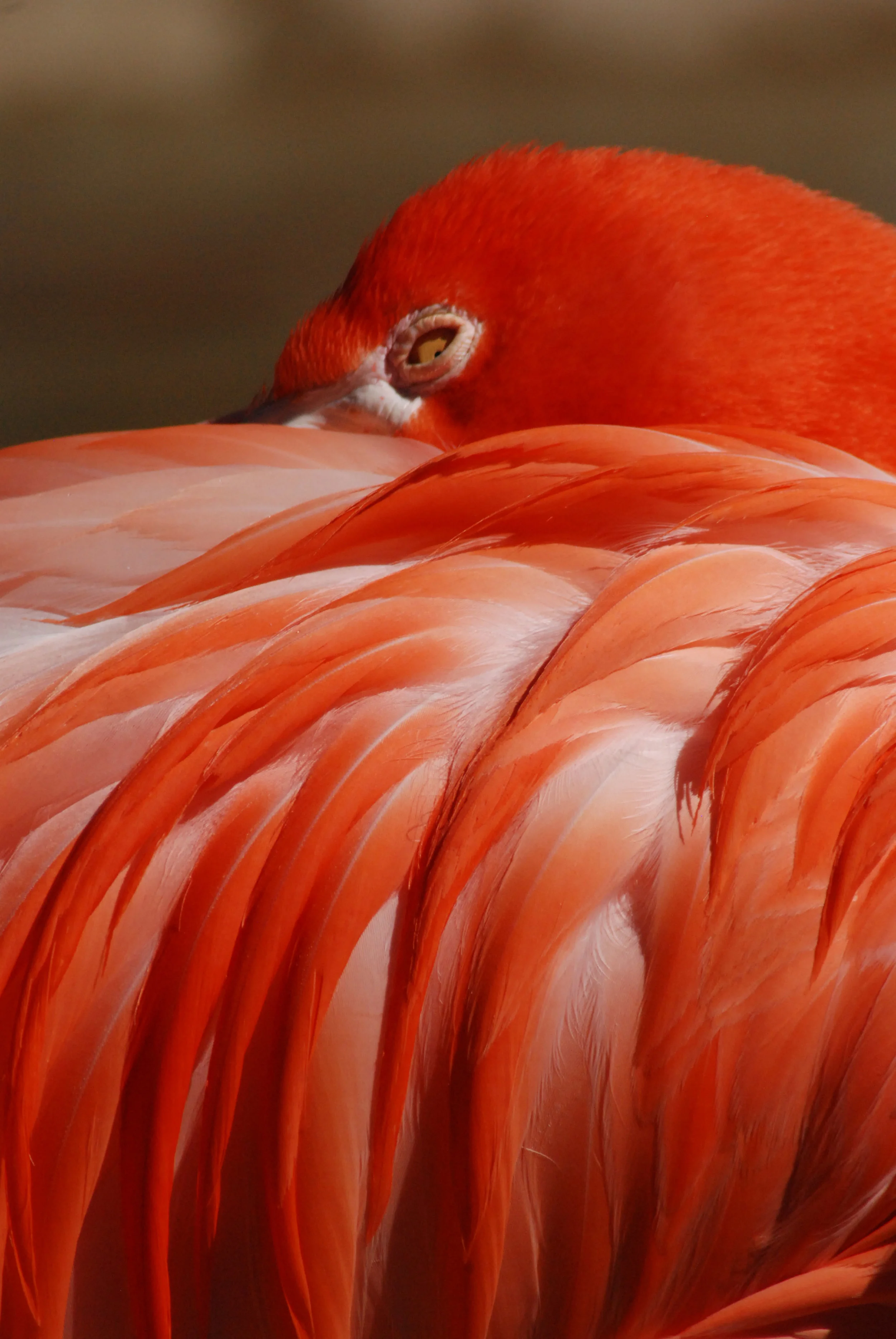 Flamingo.jpg