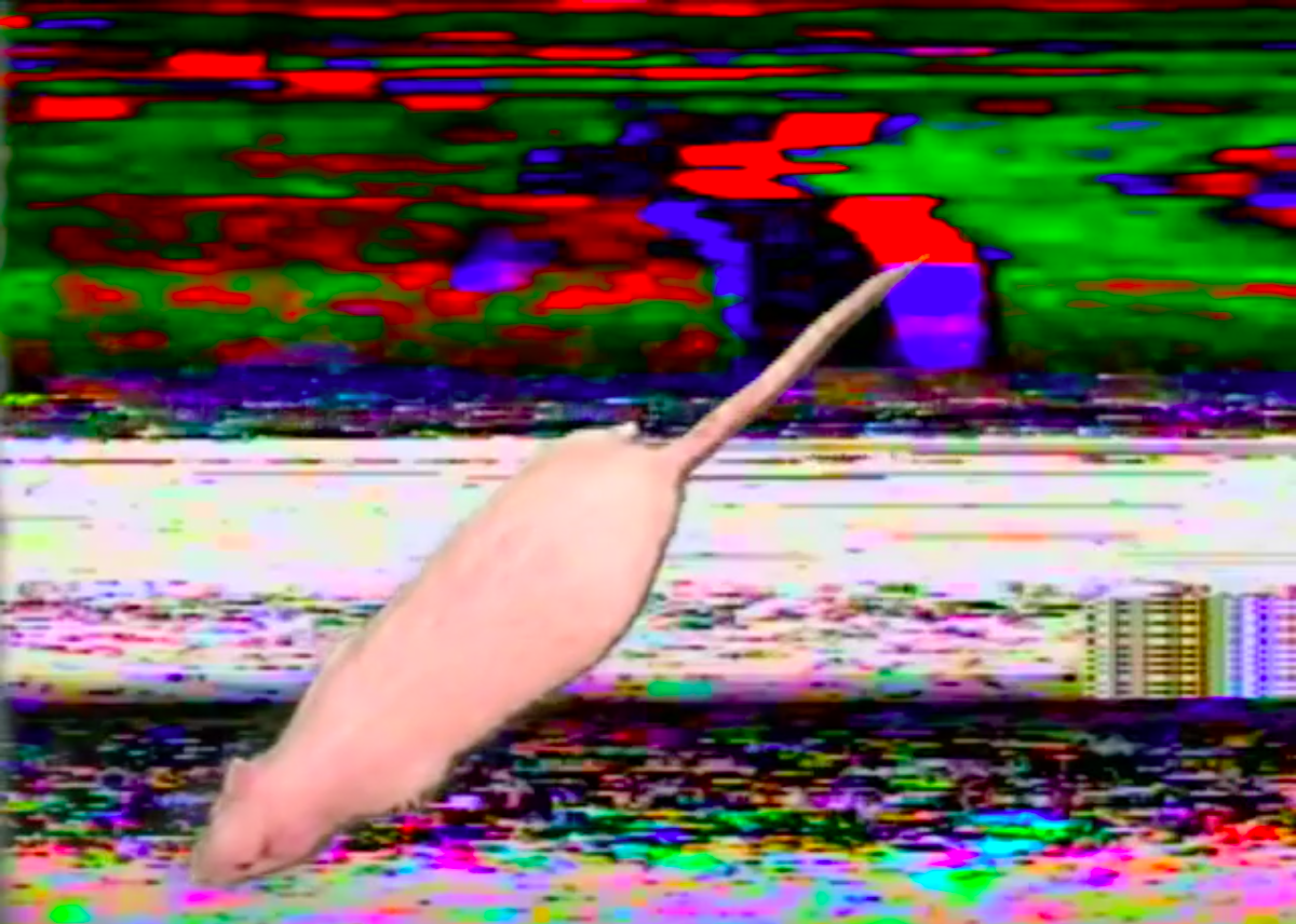 Oberon Strong. ALL FALLS DOWN, 2017. VHS/digital video, 5 min 49 sec. Still.