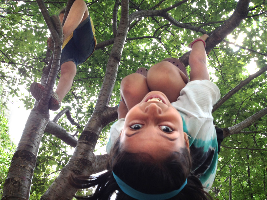 camp climb on cherry trees.jpg