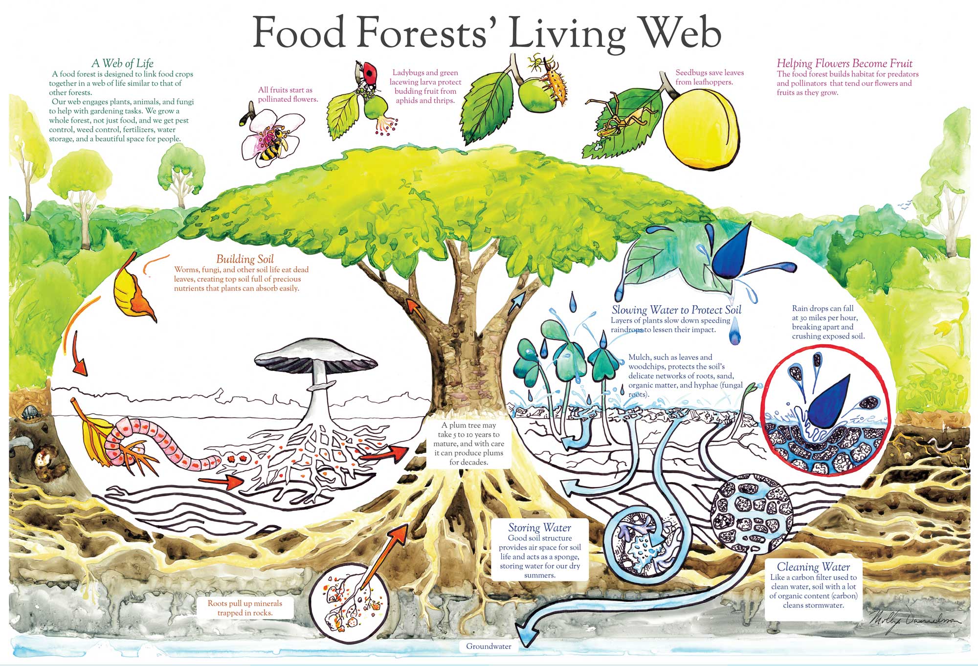 Food-Forests-Living-poster.jpg