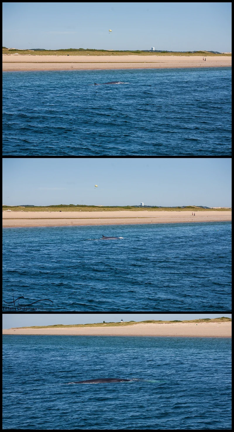 Our first whale of the day was right outside the harbor and so close near shore. A Fin Whale....