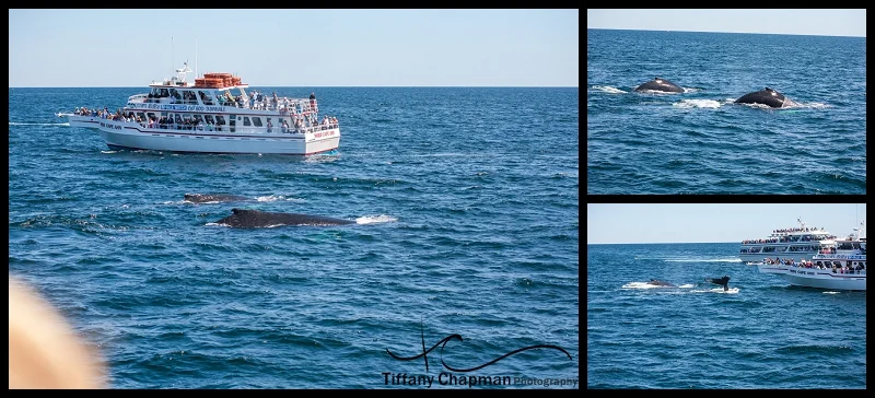 Our first sights of Humpback Whales in their own habitat...It was amazing!