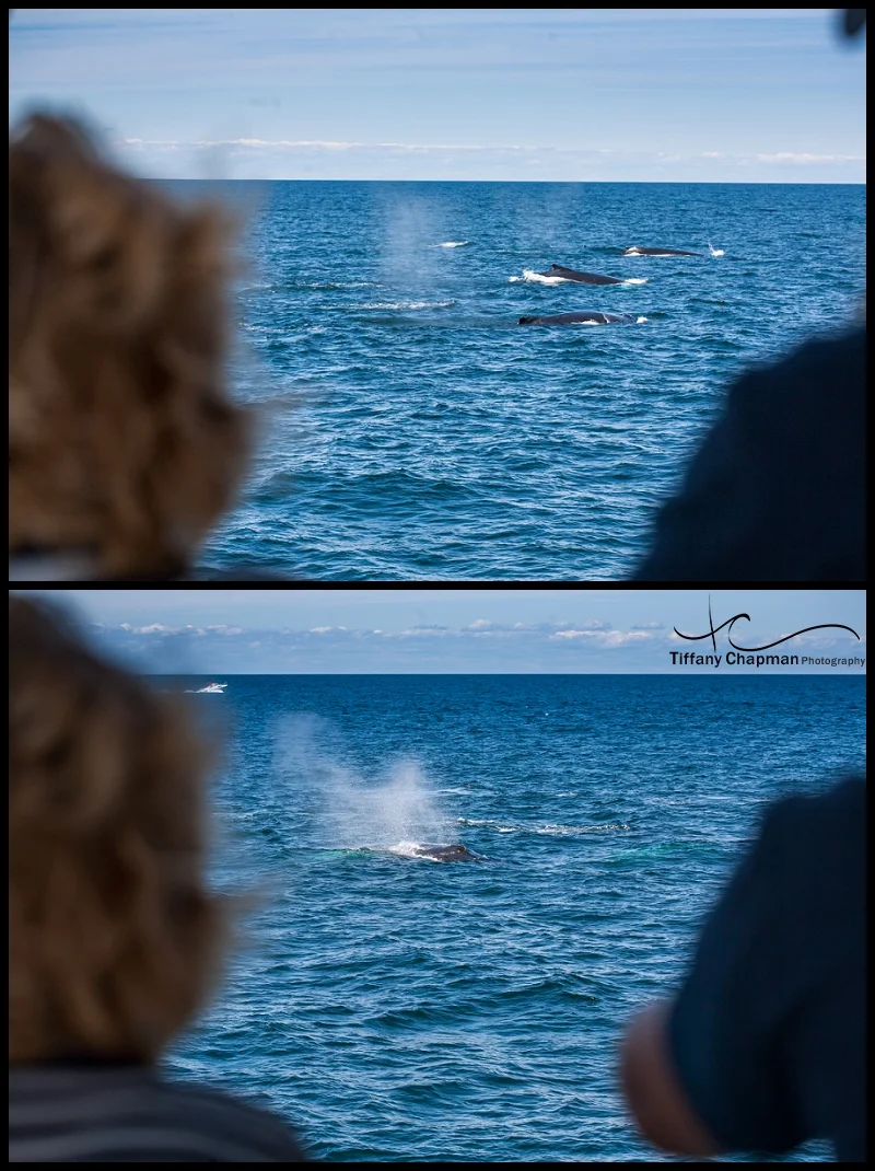I love this shot of my Mom and my brother Jim watching the whales....