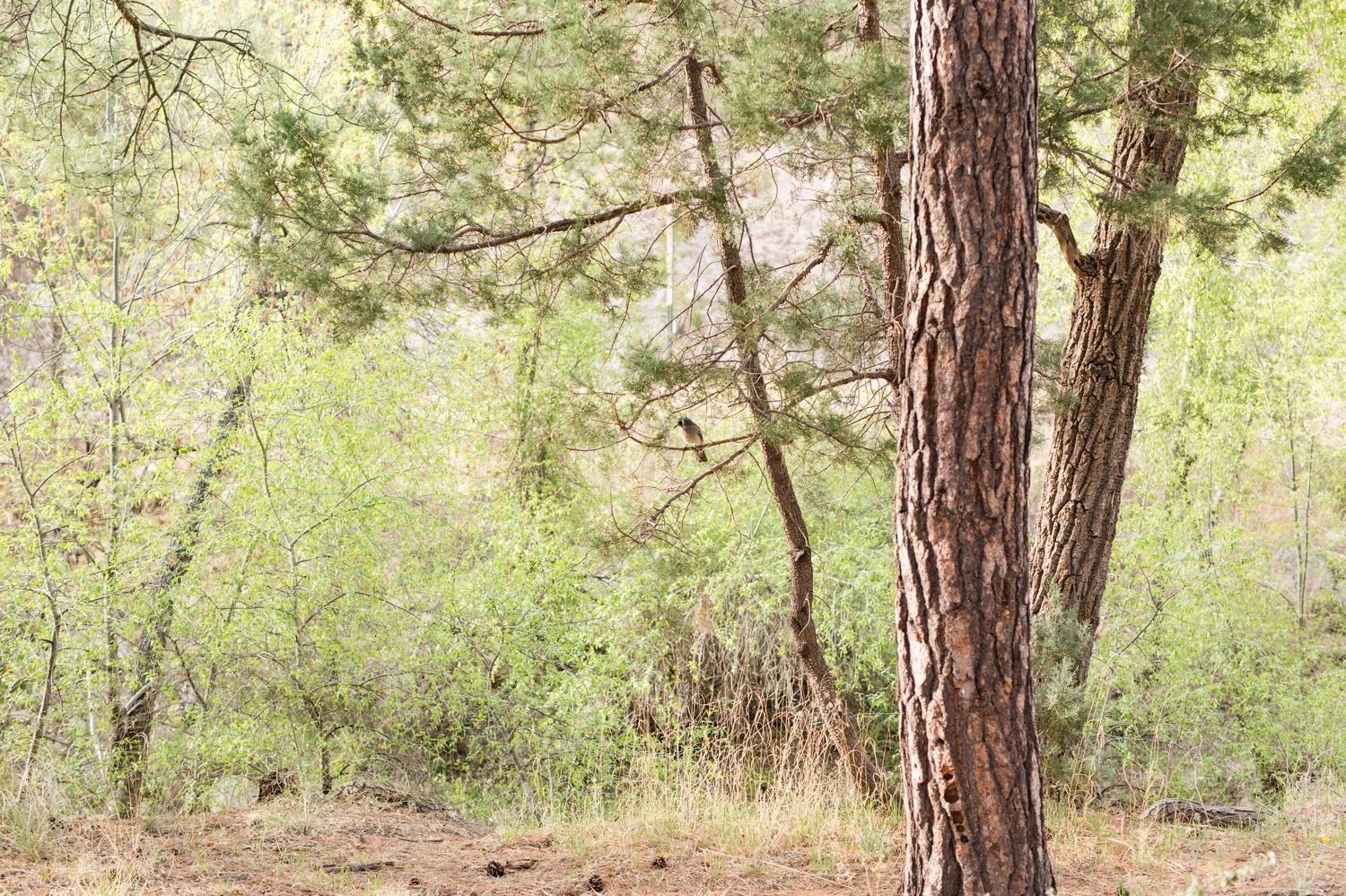 If you look really close - This beautiful blue bird was following us throughout the session in the woods! 