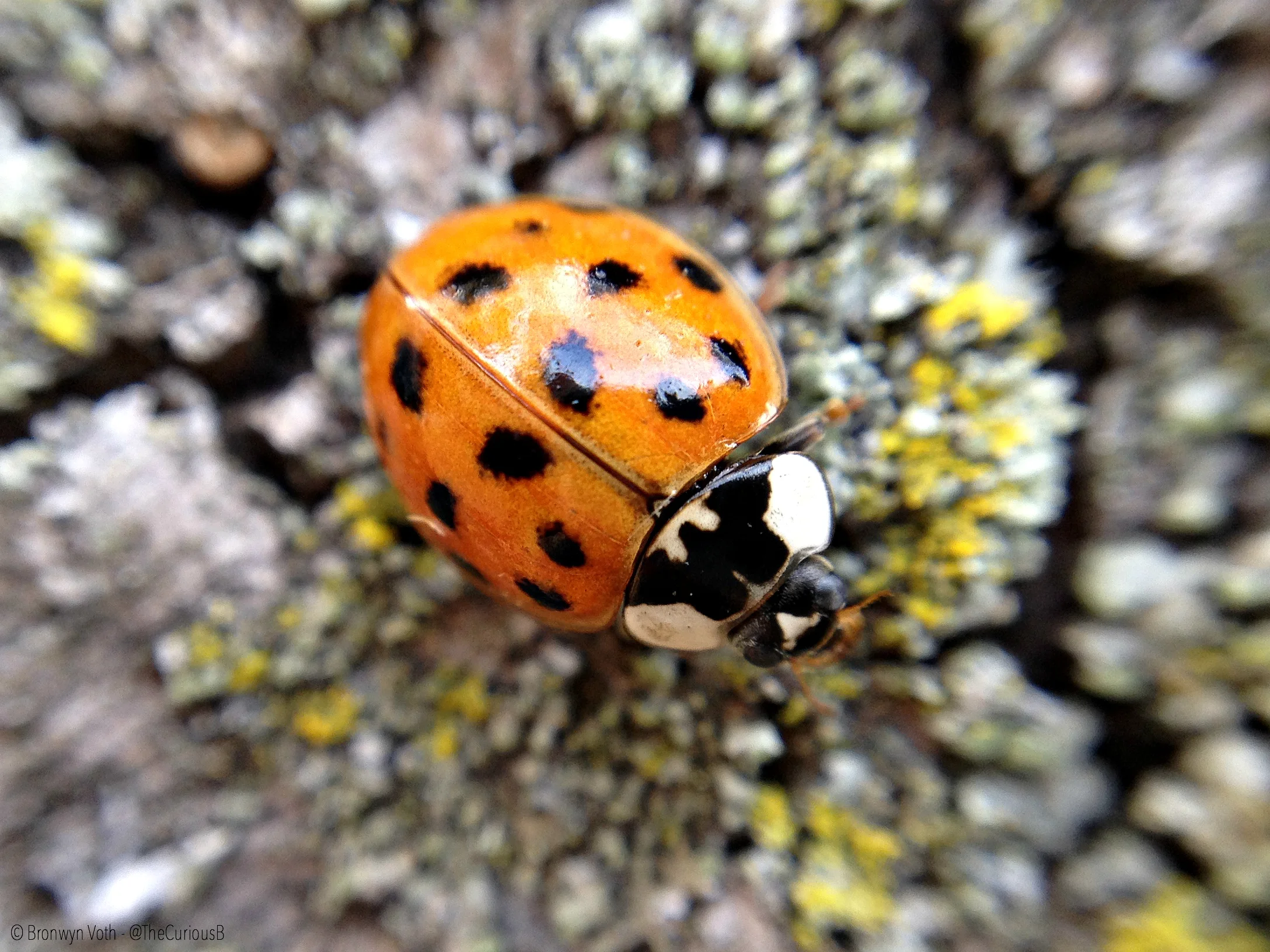 When Ladies Bite - The Asian Lady Beetle
