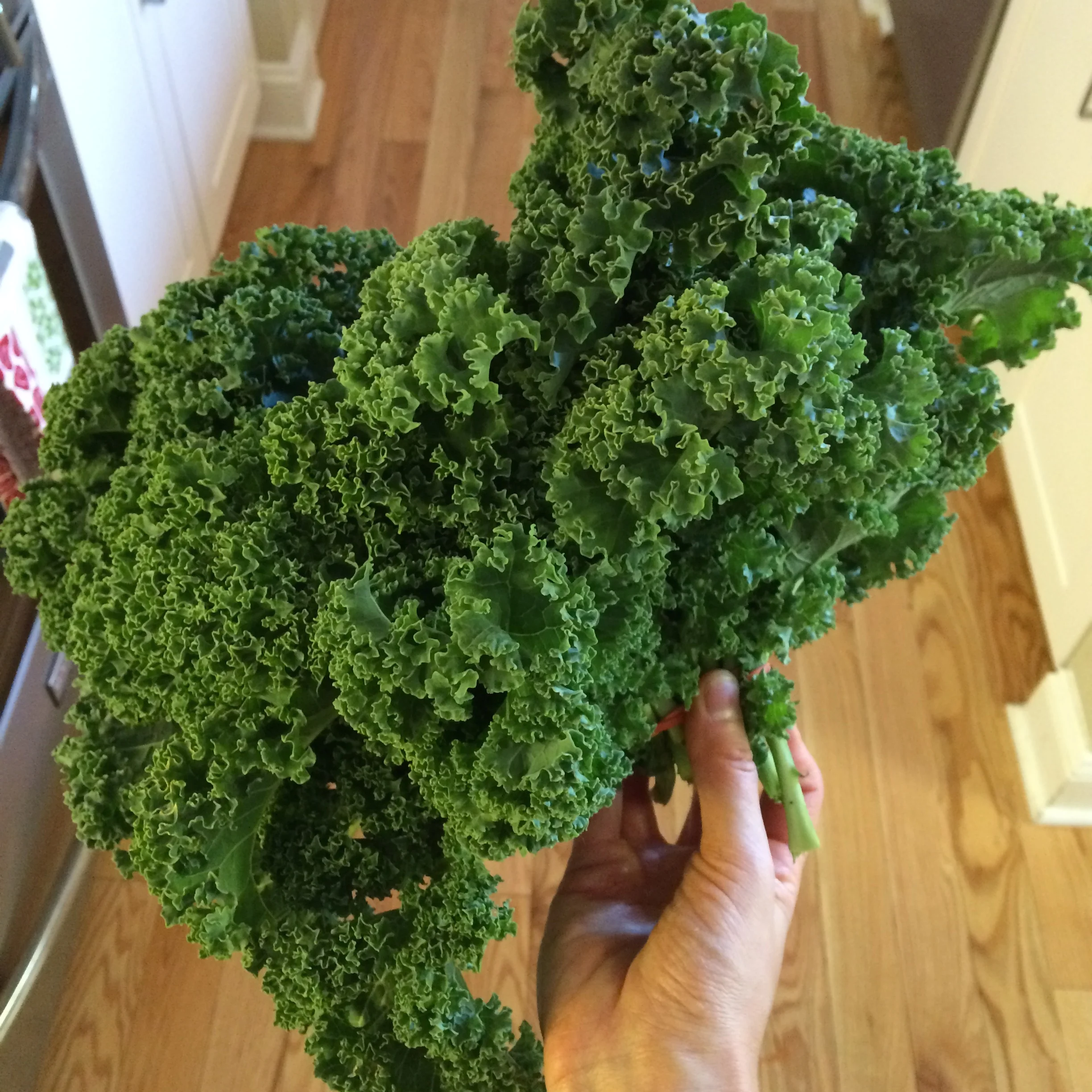 I picked up my kale at the farmers market! Make sure you rinse it really well if you are buying a big bunch like this.