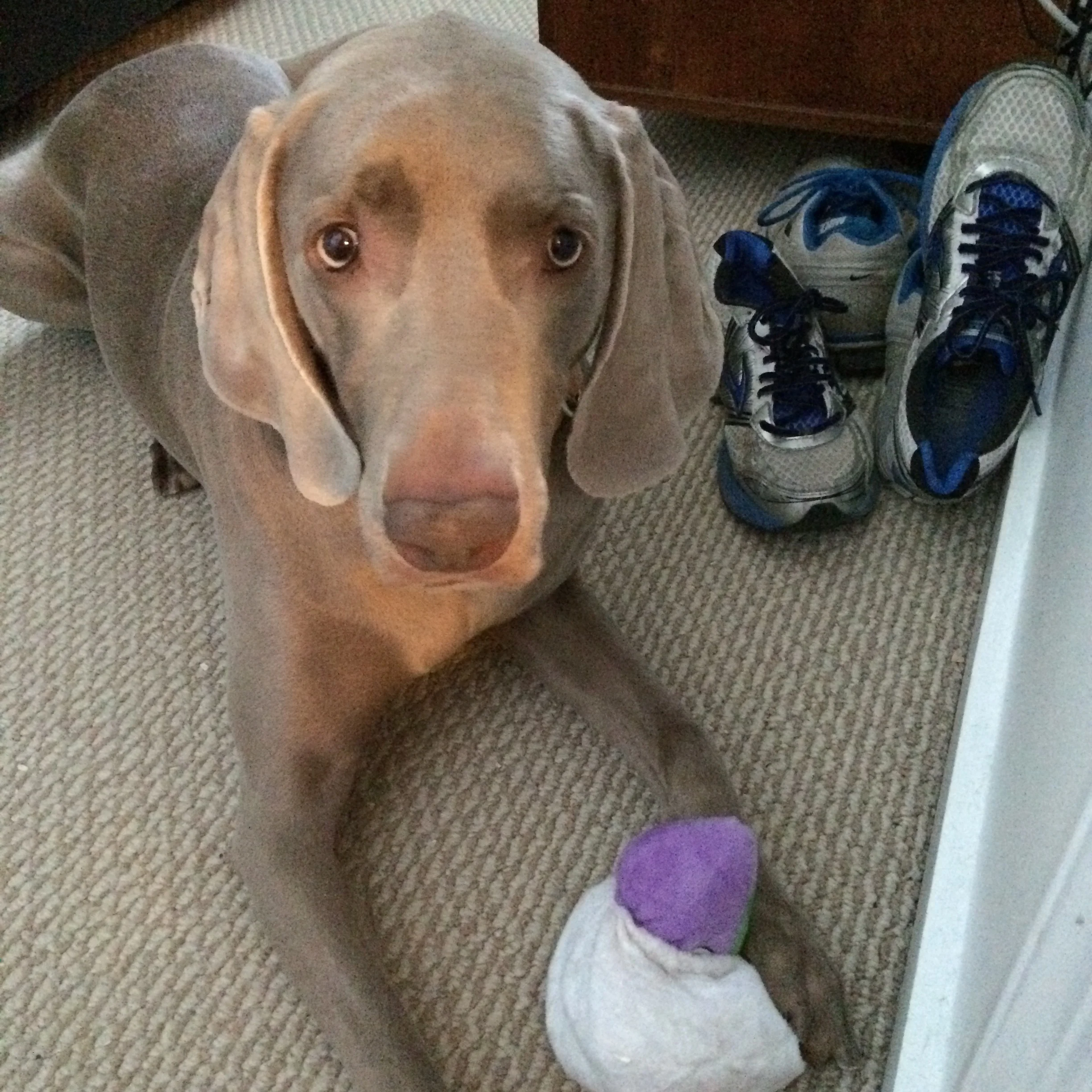 furry friends, allergies, and gut bacteria