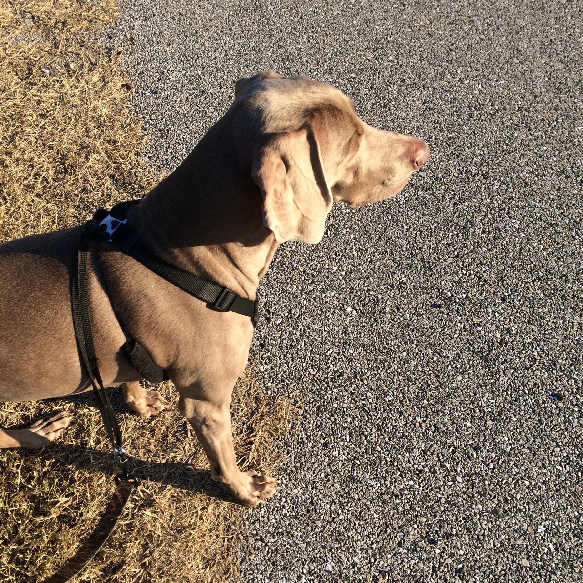 A walk in the park IS exercise