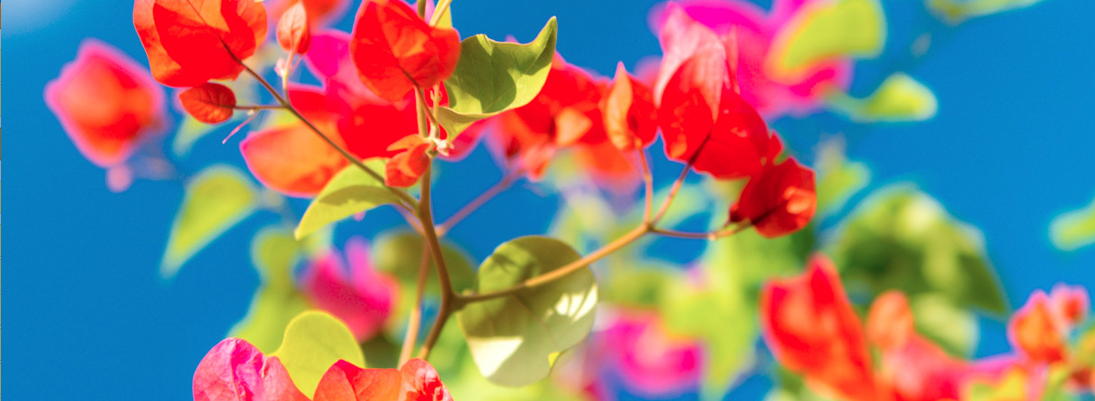 Screen Shot 2017-05-20 at 5.36.29 PM.png