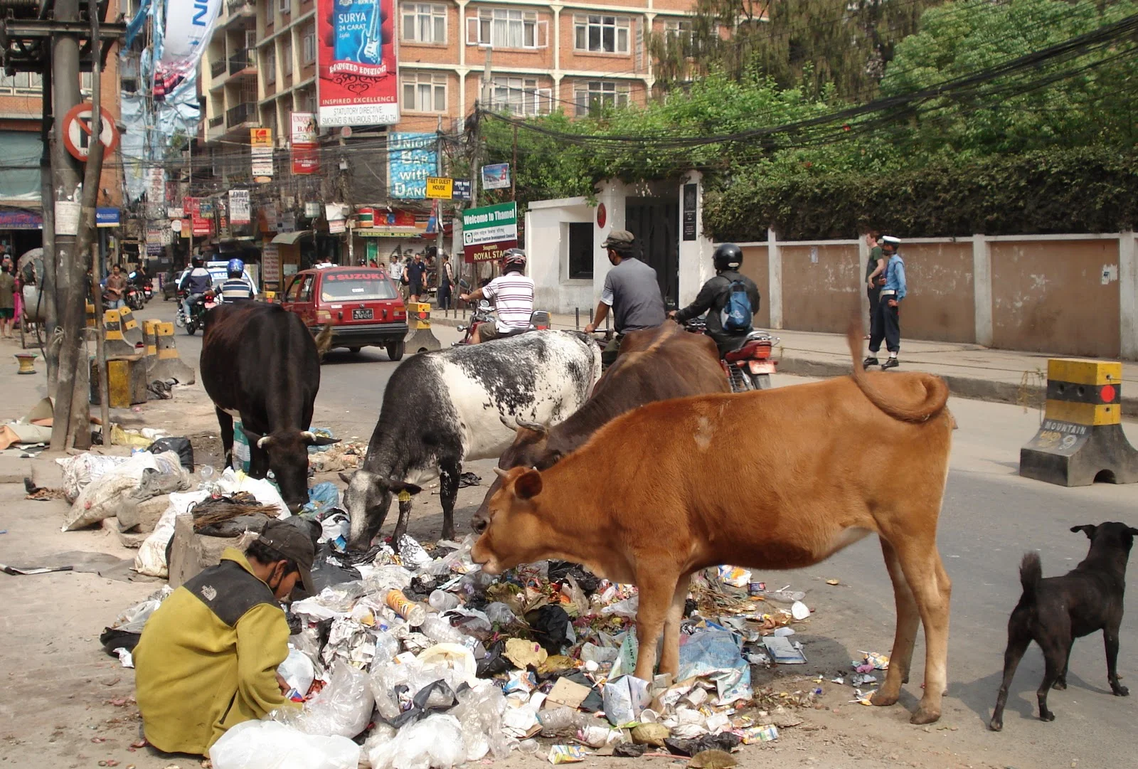 Manavta_Project_CowBlog.jpg