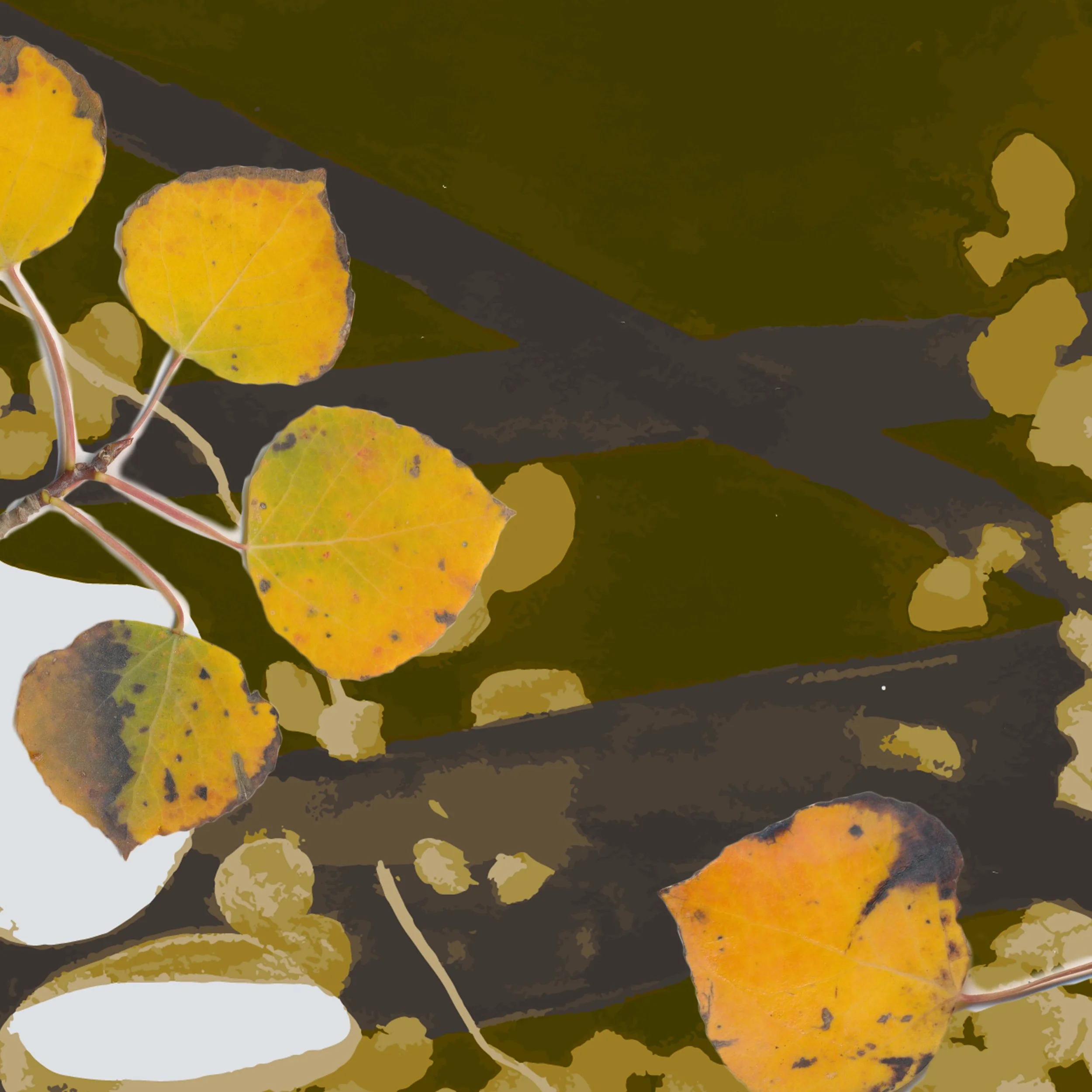 4-olive.jpg