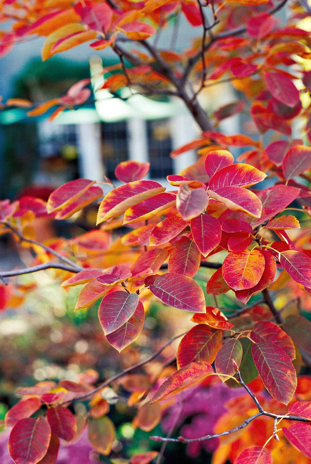 Our Favorite Fall Colors — HELIOSlandscapedesign