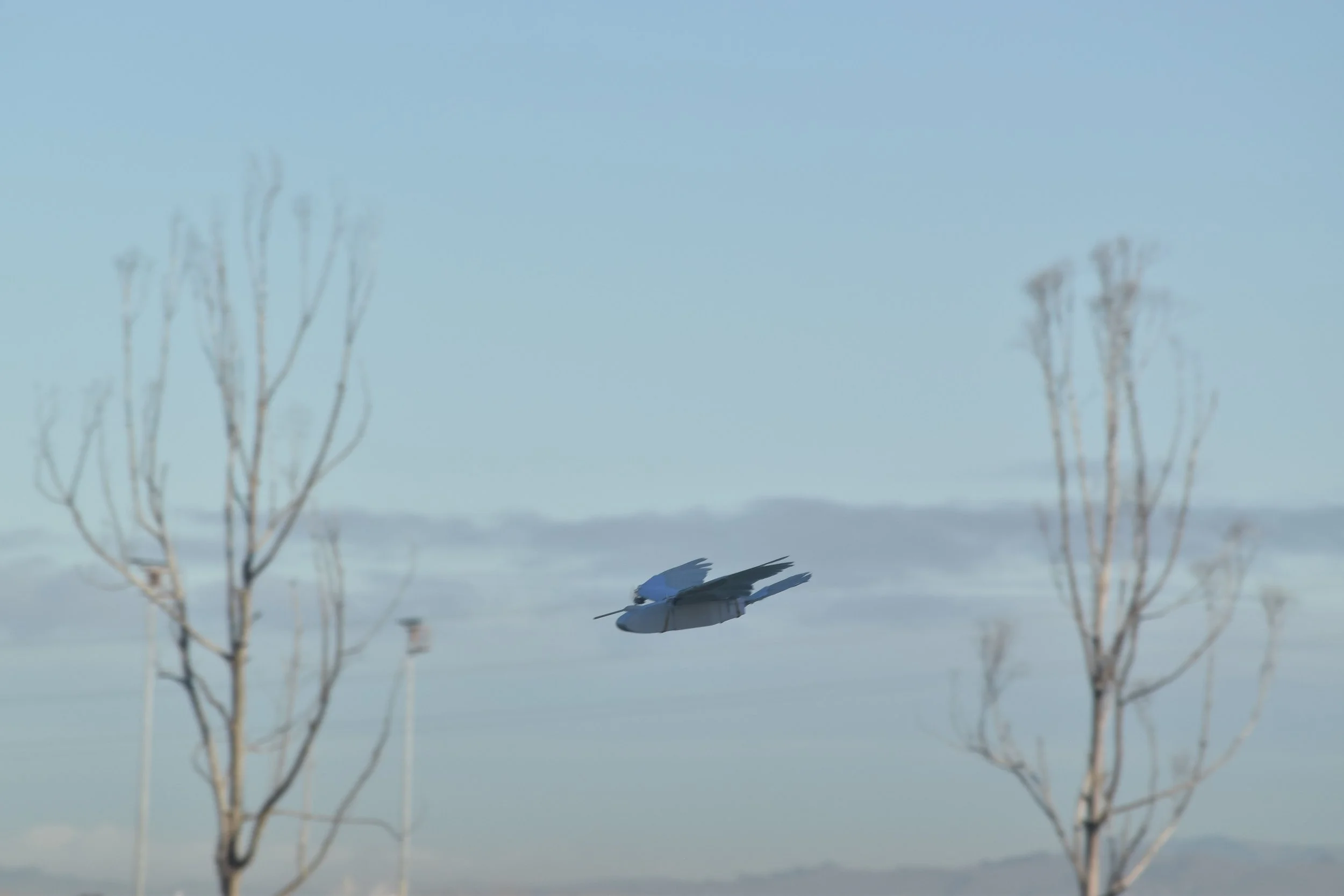 PigeonBot II in autonomous flight.JPG