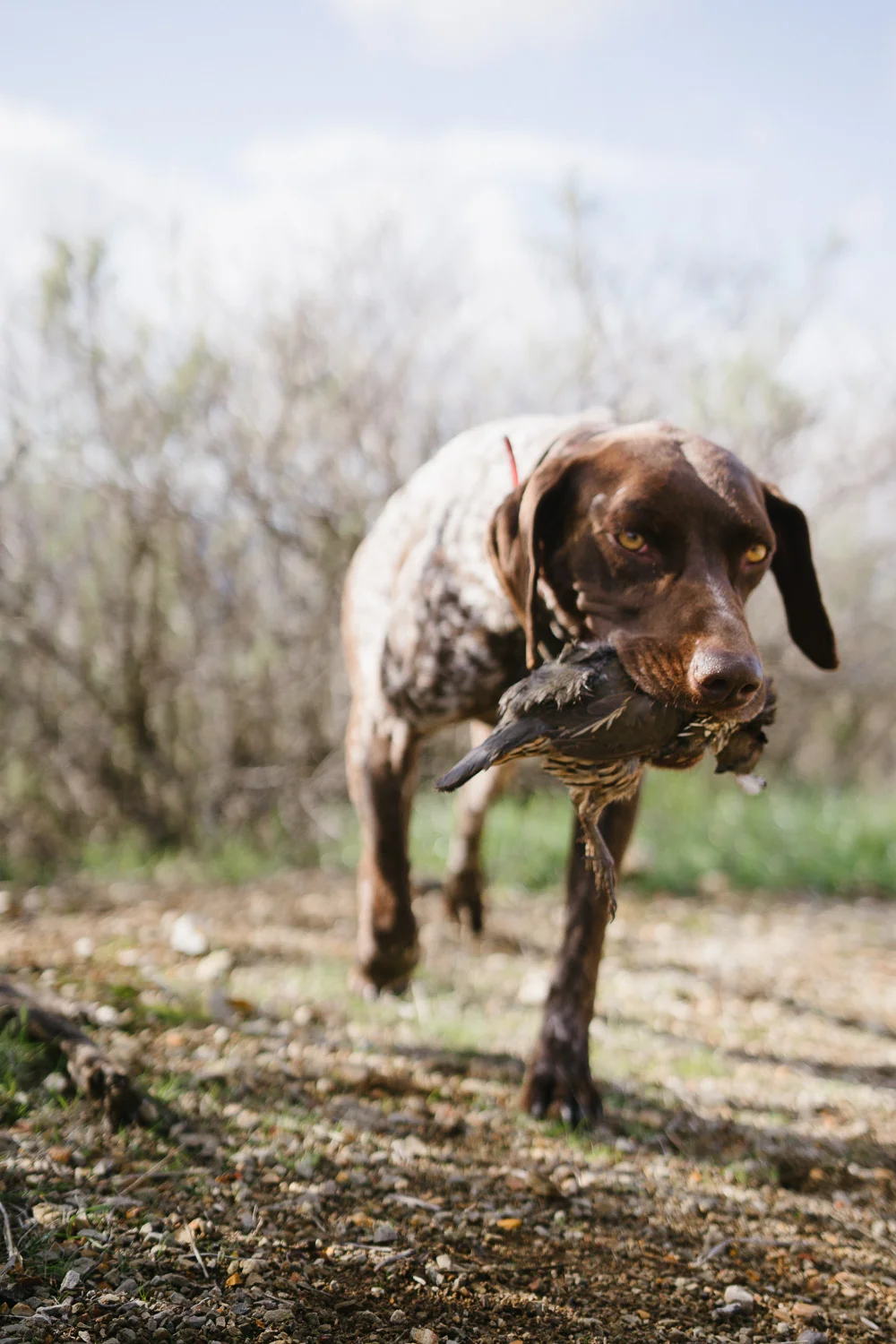 dog training central coast