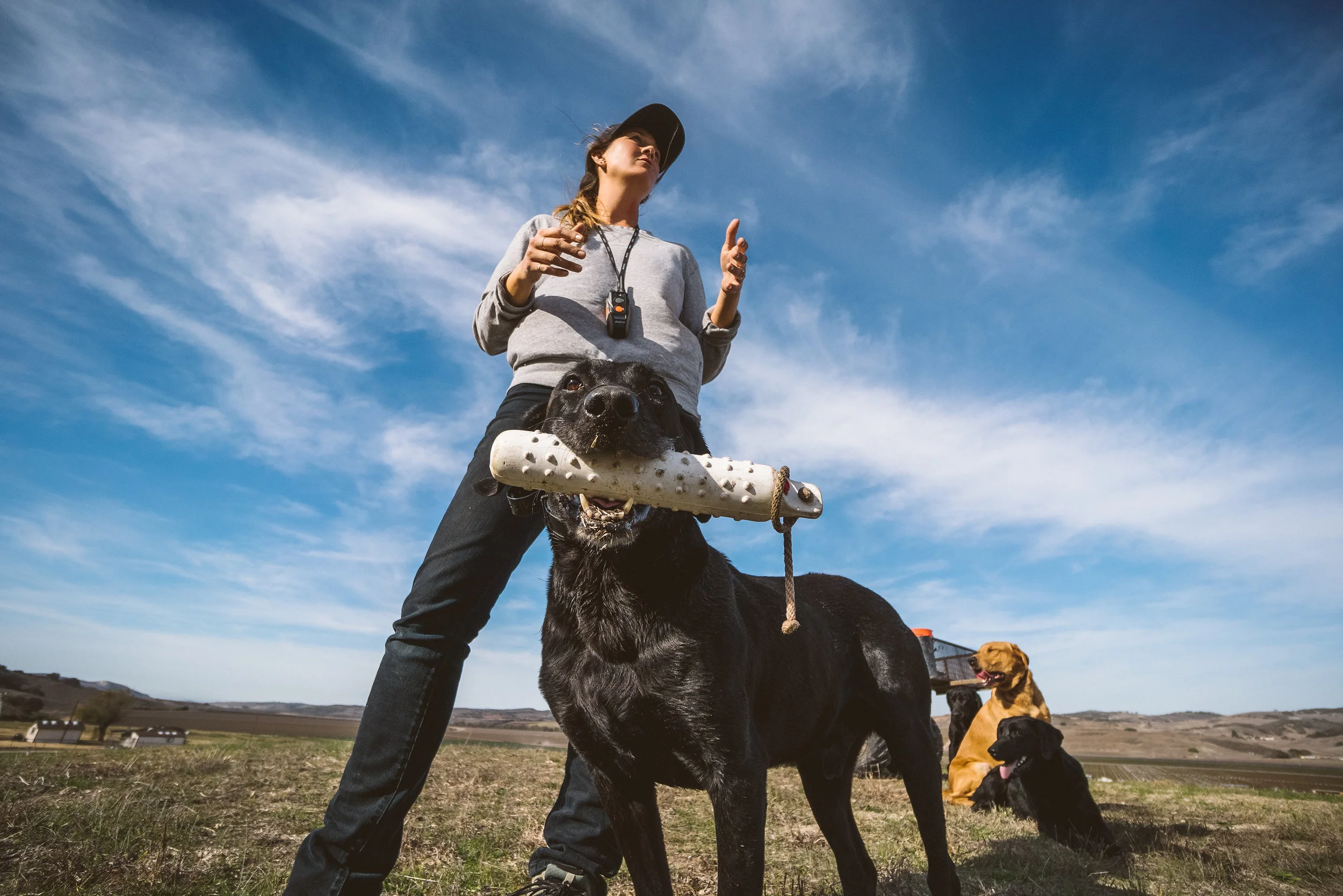 dog training central coast