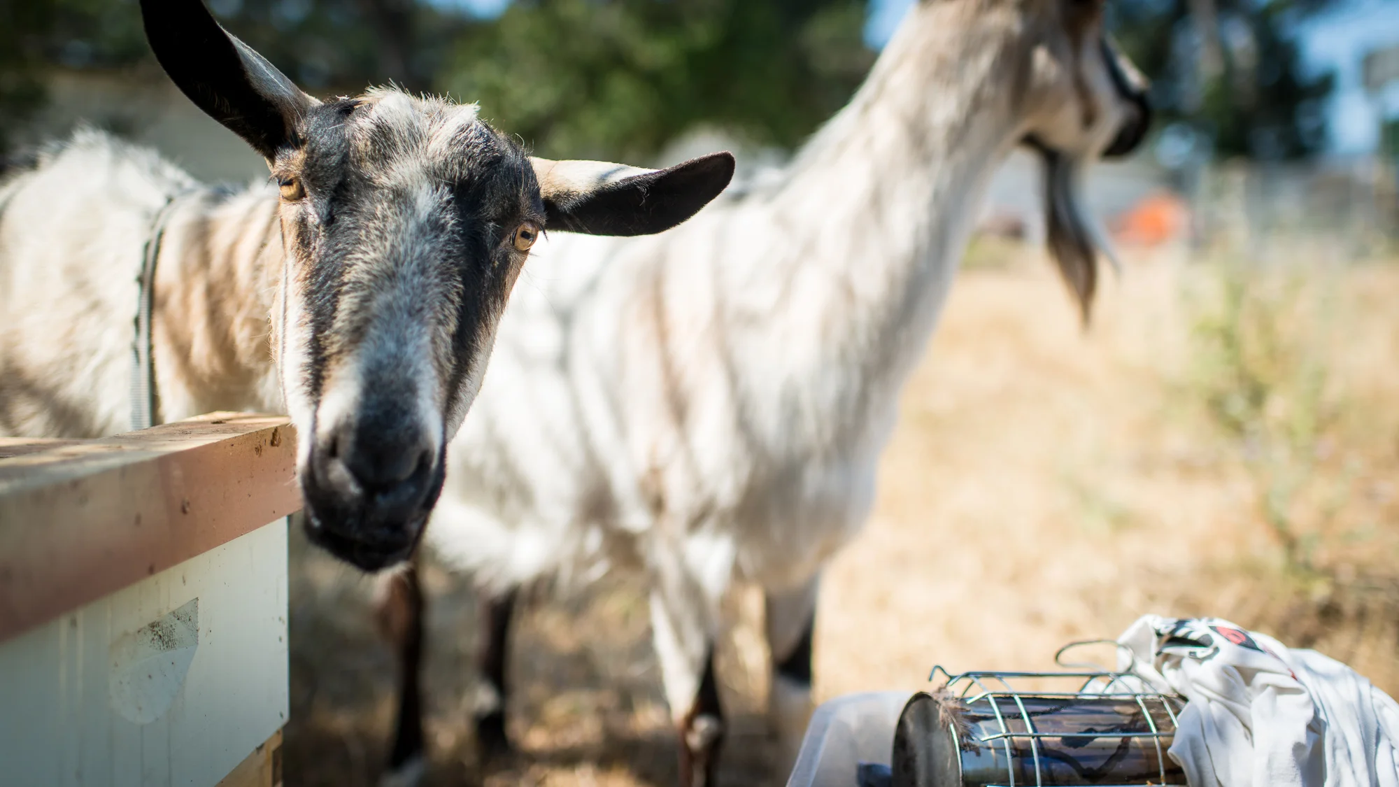 goats_san bruno 0001.jpg