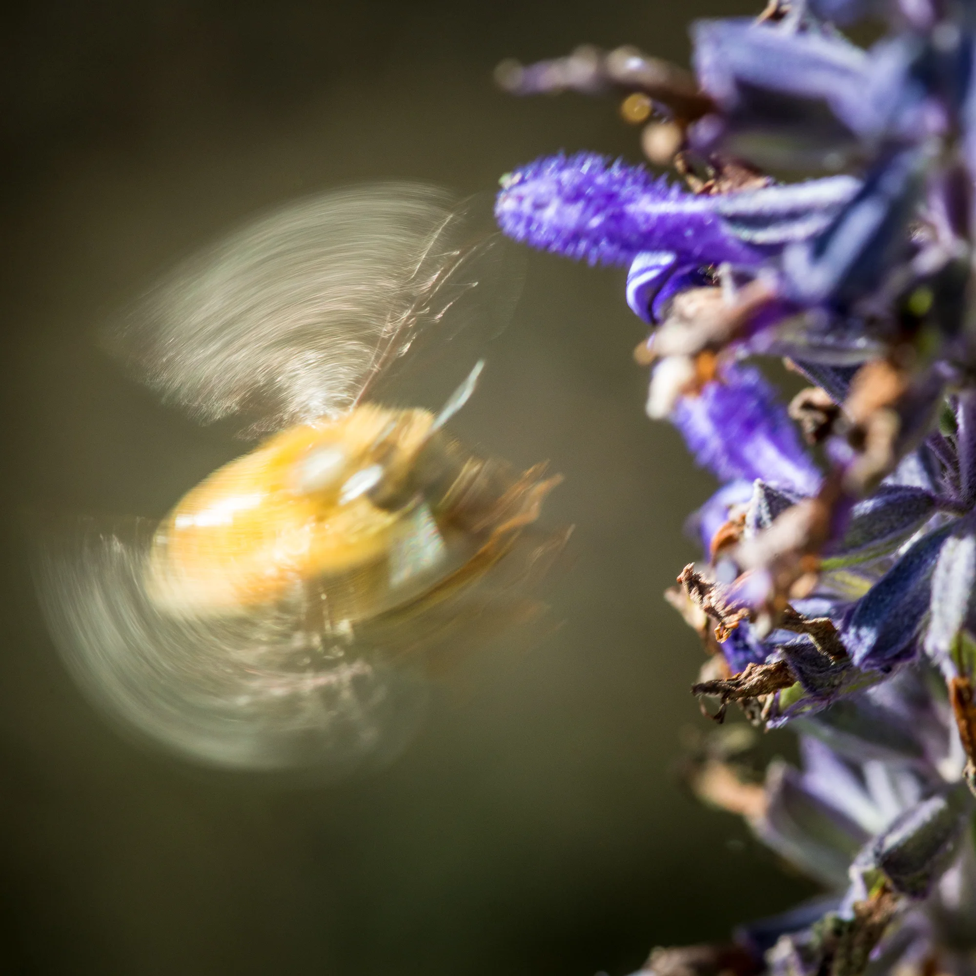 Change of Season - First Post - Beekeeping in San Francisco