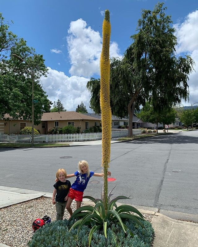 This thing grew like 10 feet overnight! It&rsquo;s the latest neighborhood attraction.