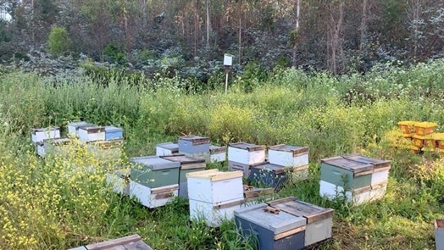 Moved over the last round of nucs into 10 frame equipment. Beautifully mated queens laying up gorgeous patterns. Very happy beekeeper