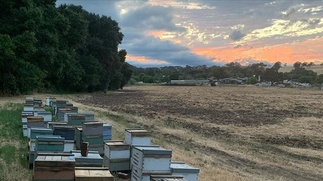 Beautiful sky last night while I&rsquo;ll plucked a few nucs for some last minute customers. Was great to take a minute and just watch the clouds roll and listen to the world. Take a moment if you can to do the same. Just a few deep breathes and a qu