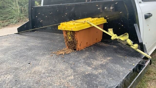 Swarming bees. April mated queen decided she needed bigger digs. Too bad I swooped one with a double wide. Took them to a new yard. Hope they stay.  #goodlivin #beekeeping #swarm
