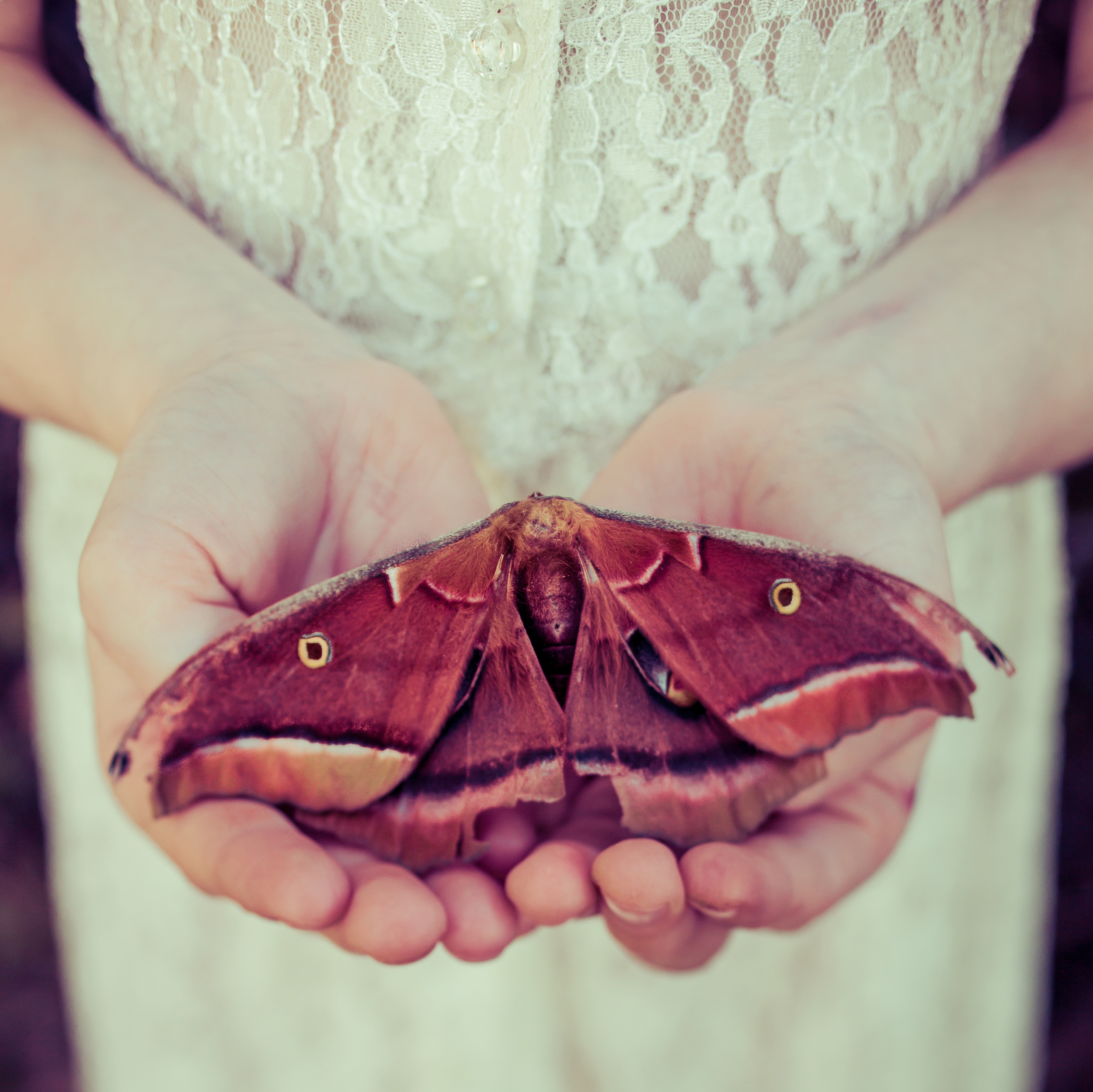 Mothra001-3.jpg