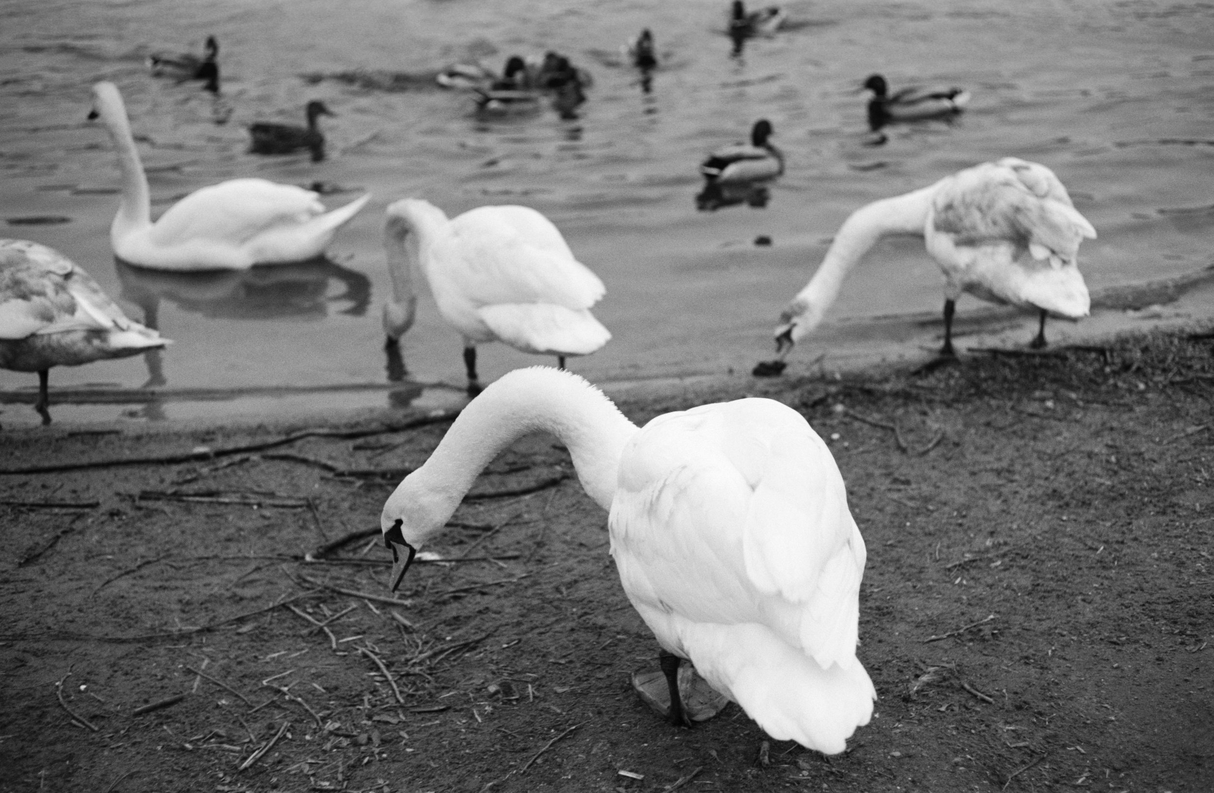 Swans, Vlatva River