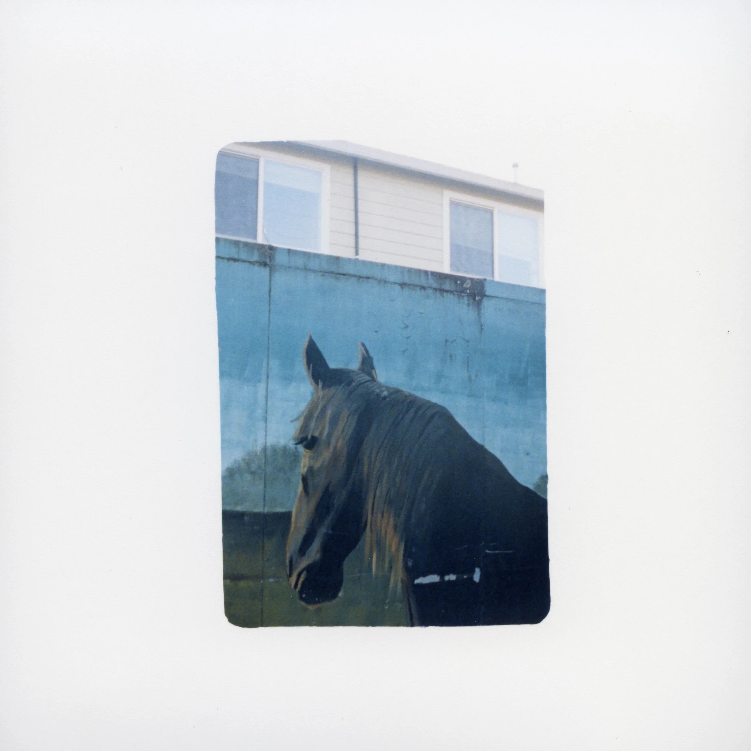 Caballo, 2020.
