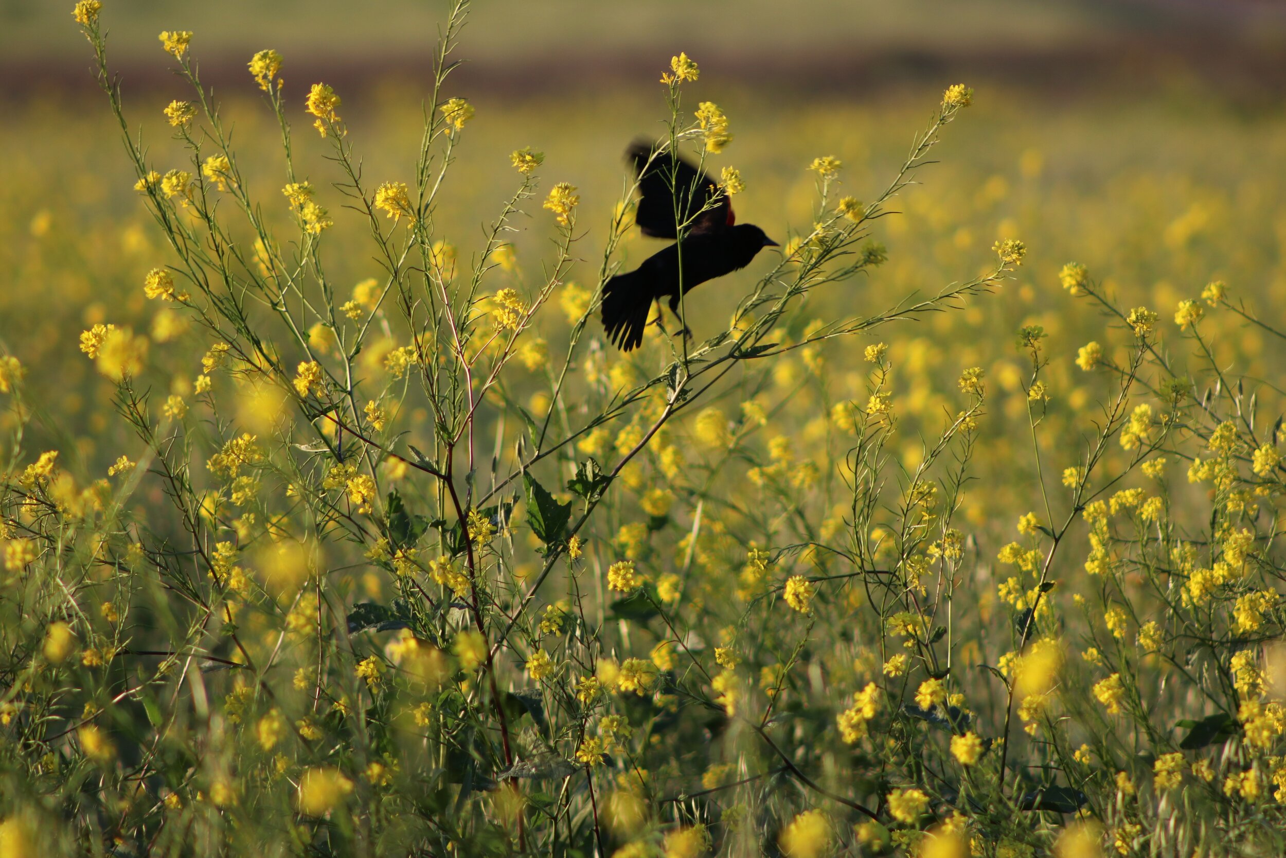 Blackbird Sophie 2 .jpg