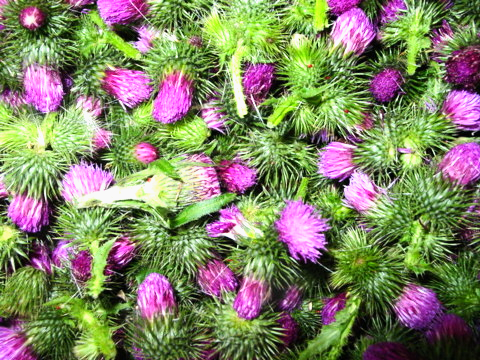 Cirsium Setidens Leaf