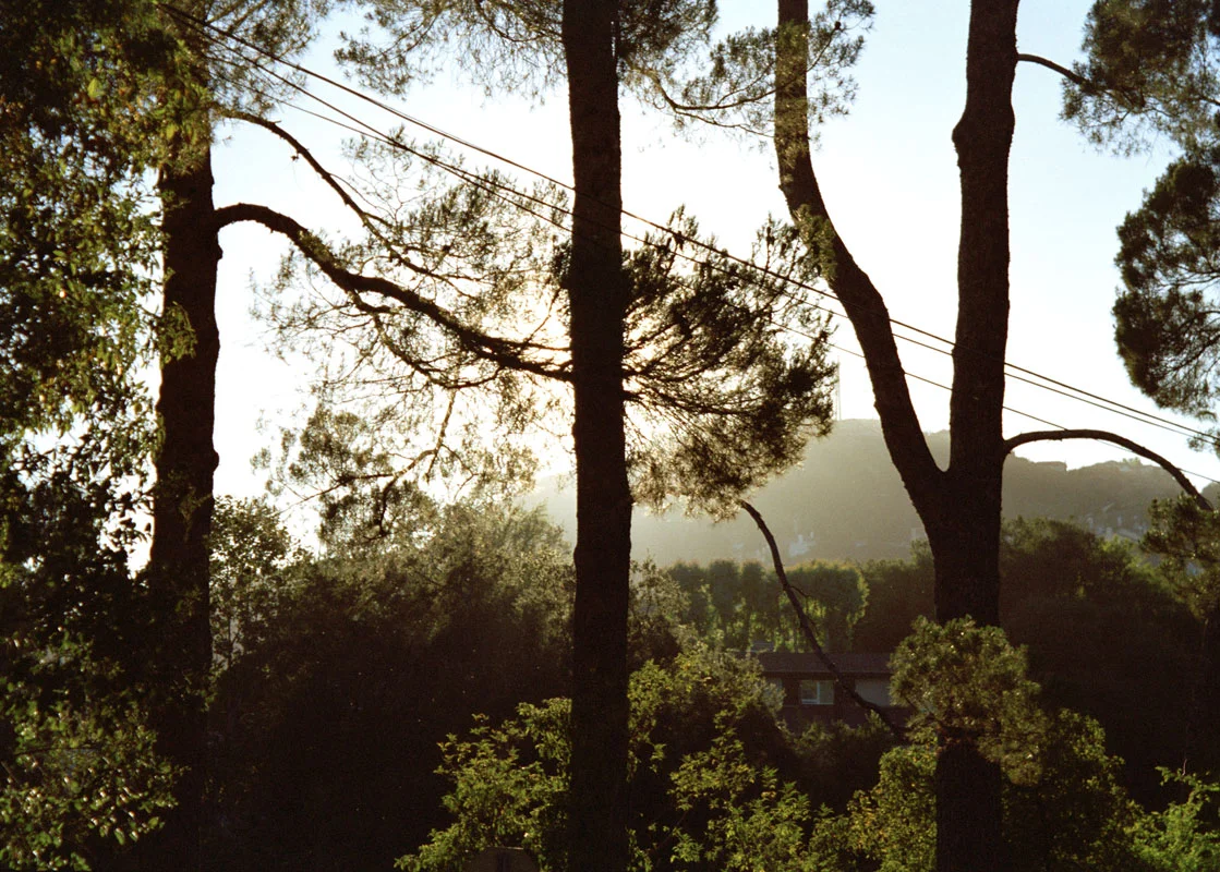 Lena_Abujbara_sunhazetrees_web.jpg