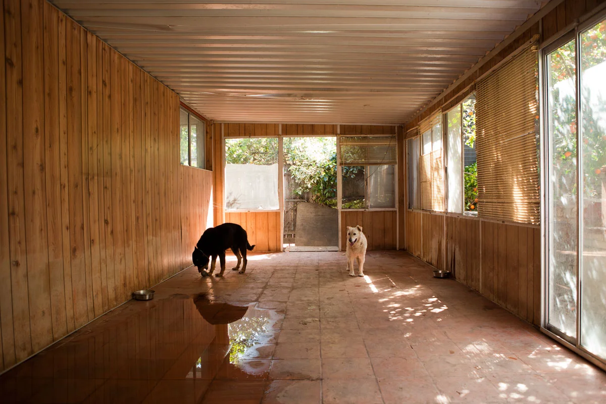 LenaAbujbara_dogs_web.jpg
