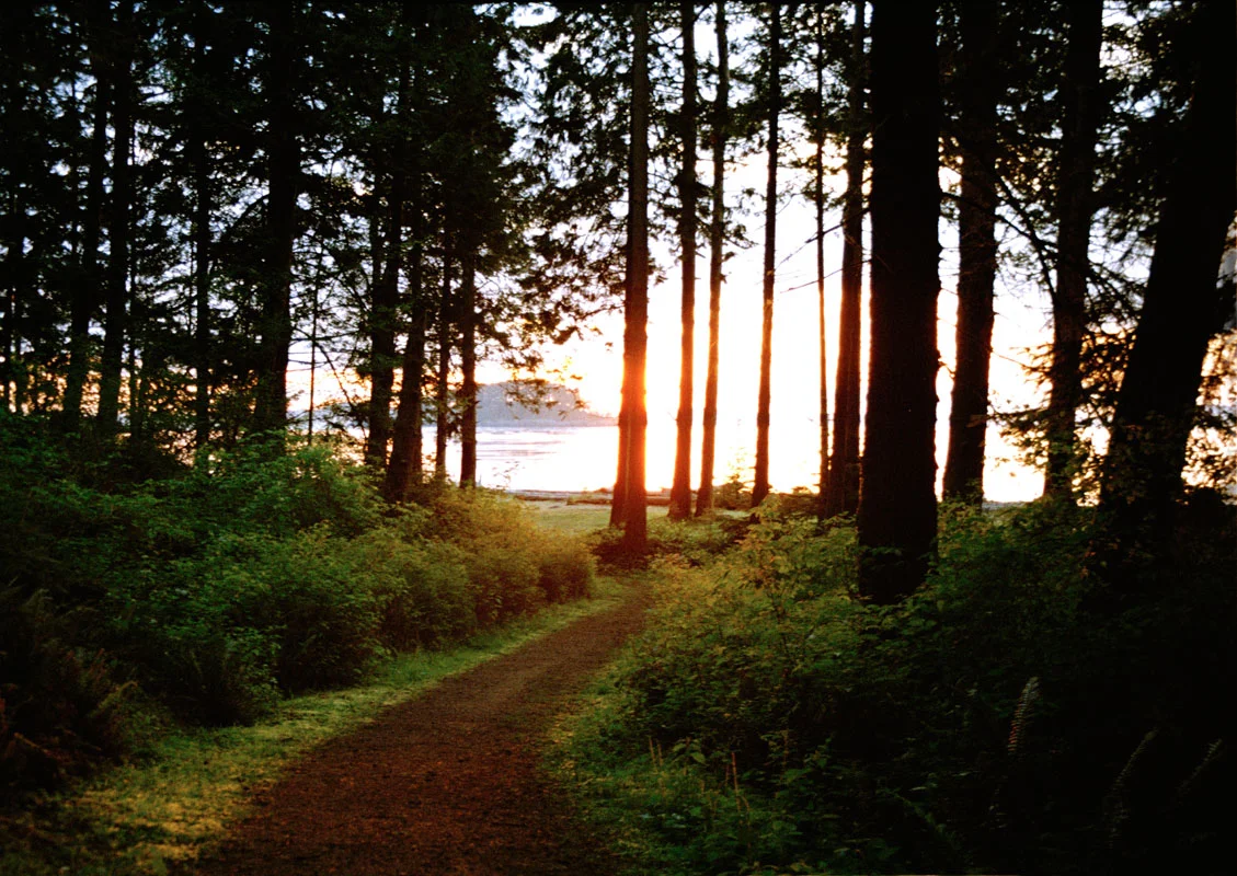 Lena_Abujbara_sunsetforest_web.jpg