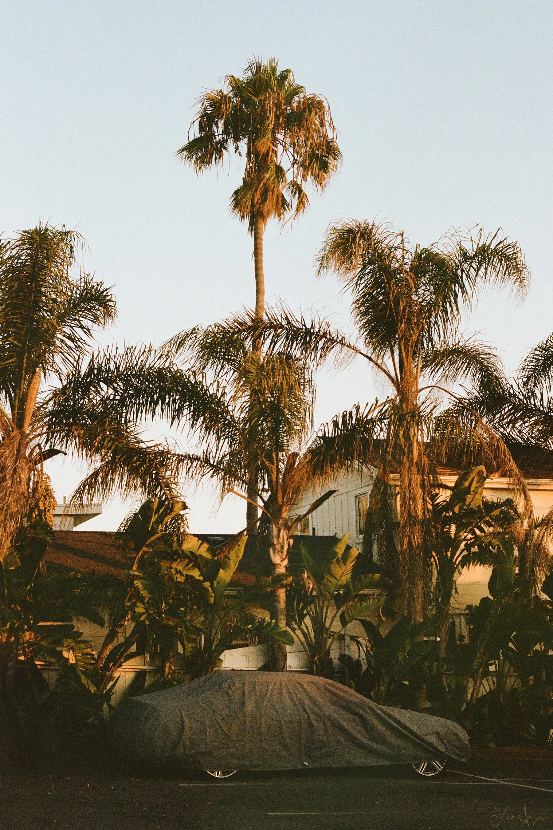 Shady Car Laguna by Lena Abujbara_signed_web.jpg