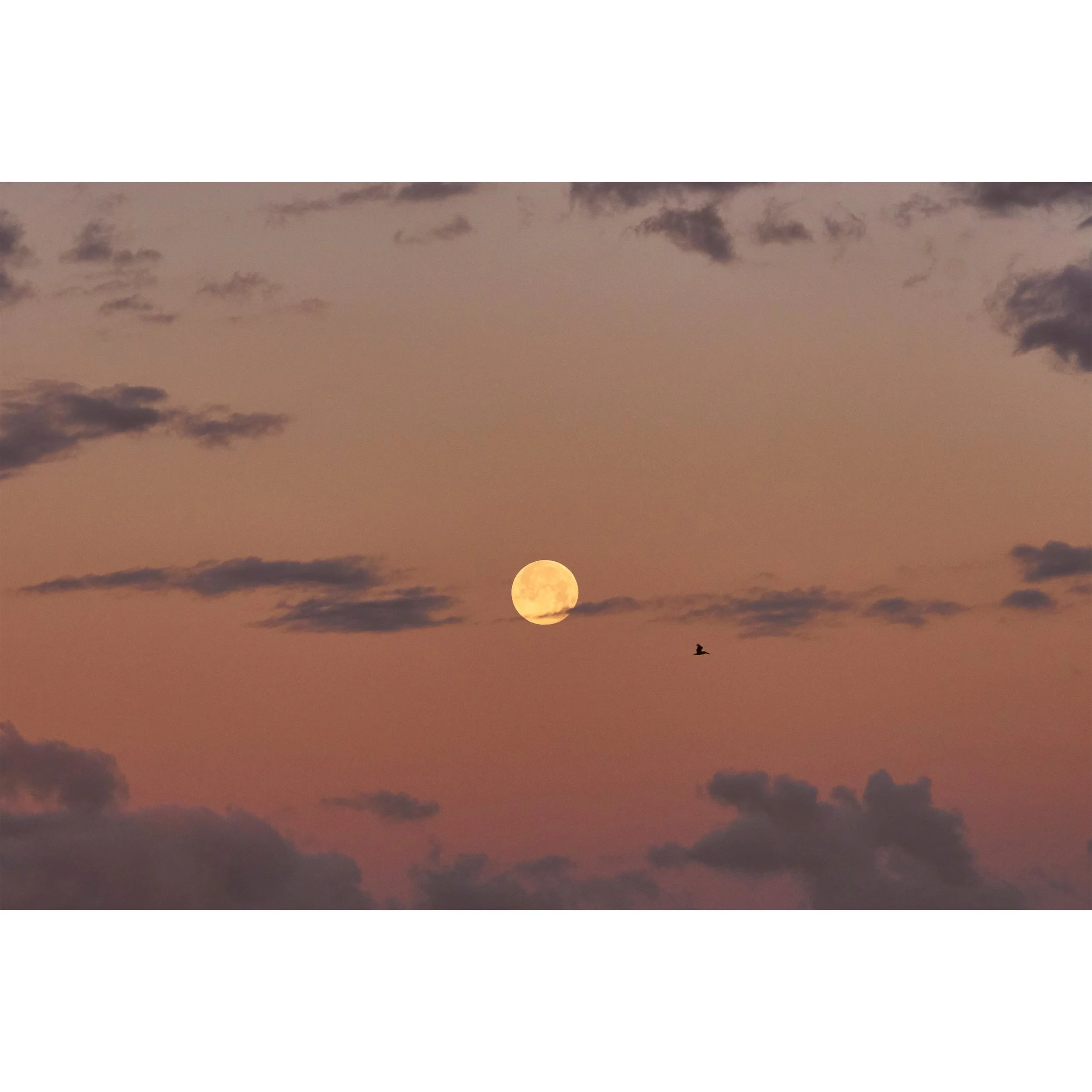 square_moonset copy.jpg