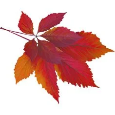 788c987f9348a51edb0129e7d7f7cf33--fall-leaves-background-autumn-flowers.jpg