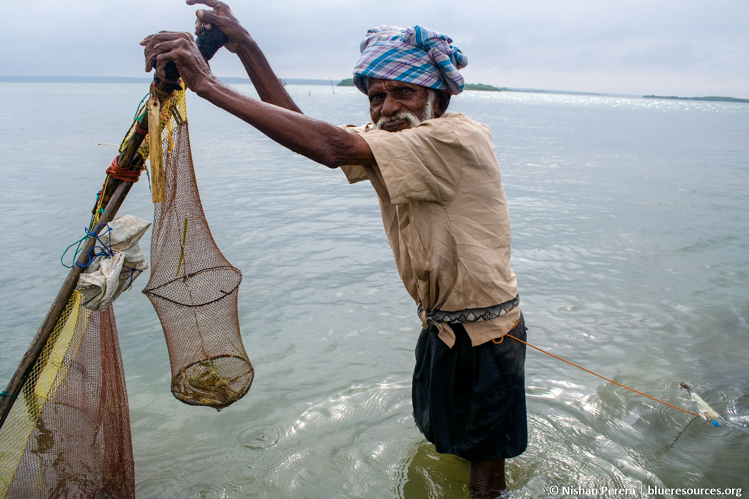 Harvesting of seahorses