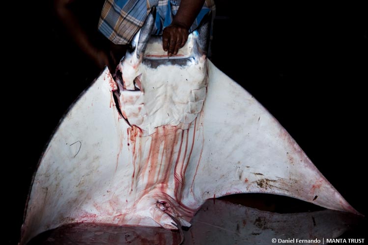 Mobula japanica killed for its gill plates
