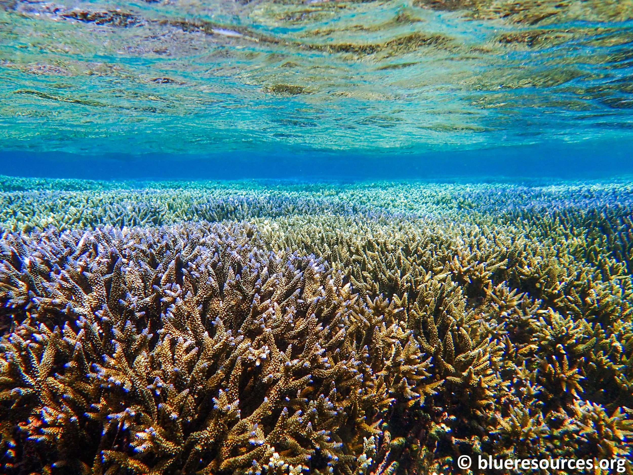 The corals of Pigeon Island Marine Protected Area