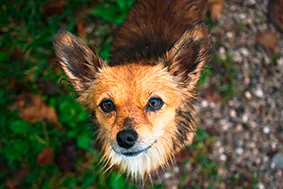 dalsgard_hund3.jpg