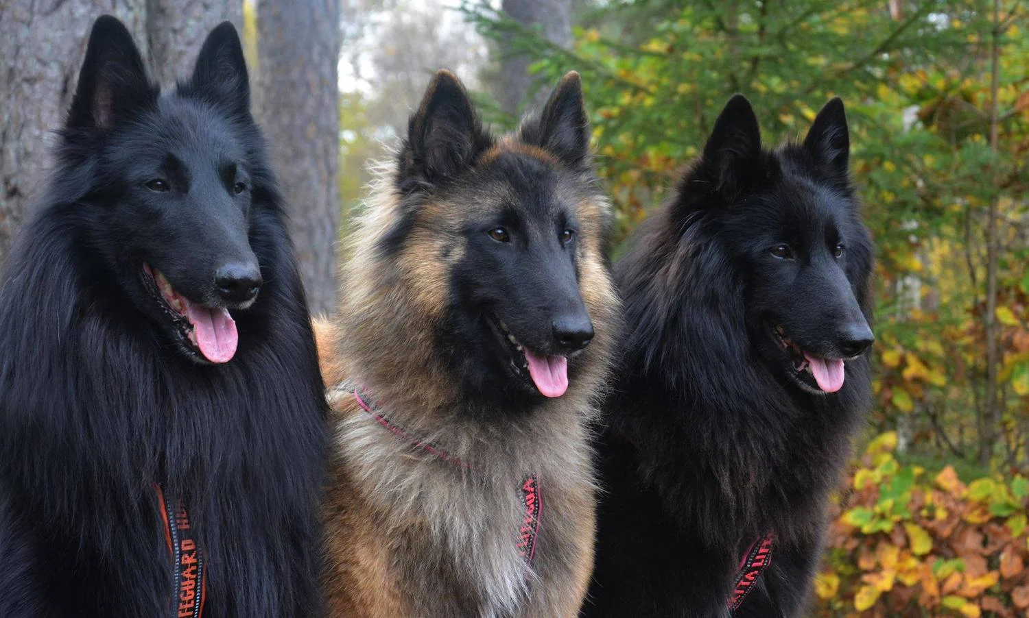 dalsgard_farehund.png