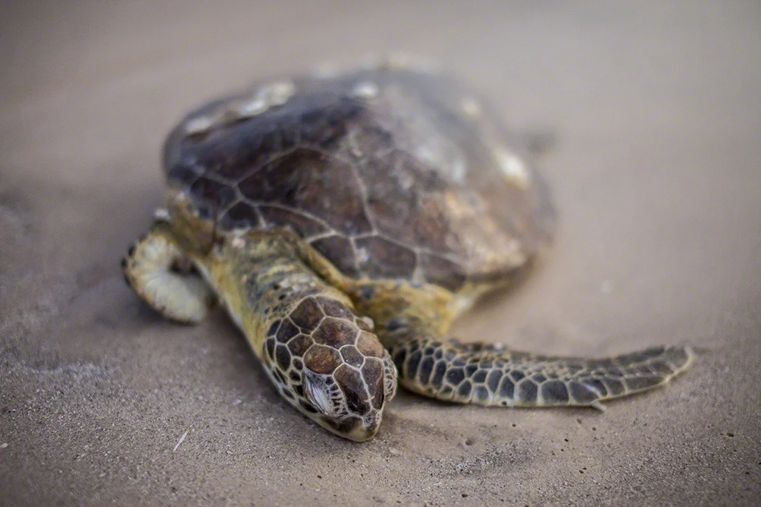Dead Green Sea Turtle