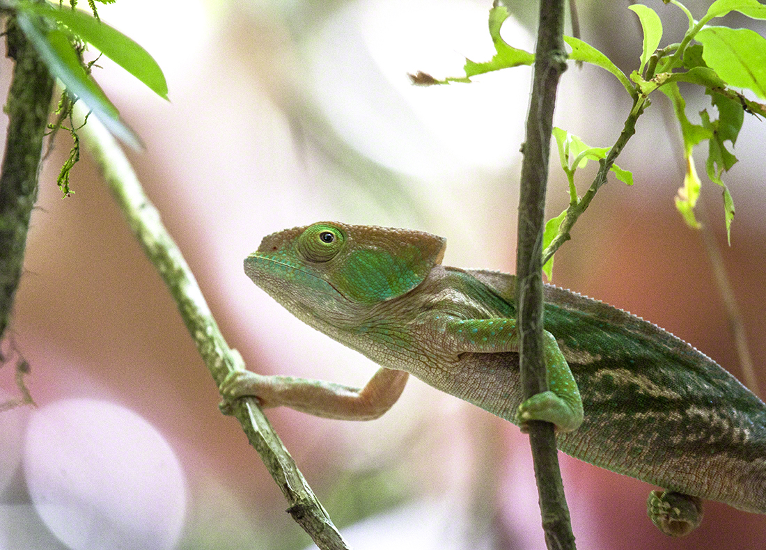 Malagasy Giant