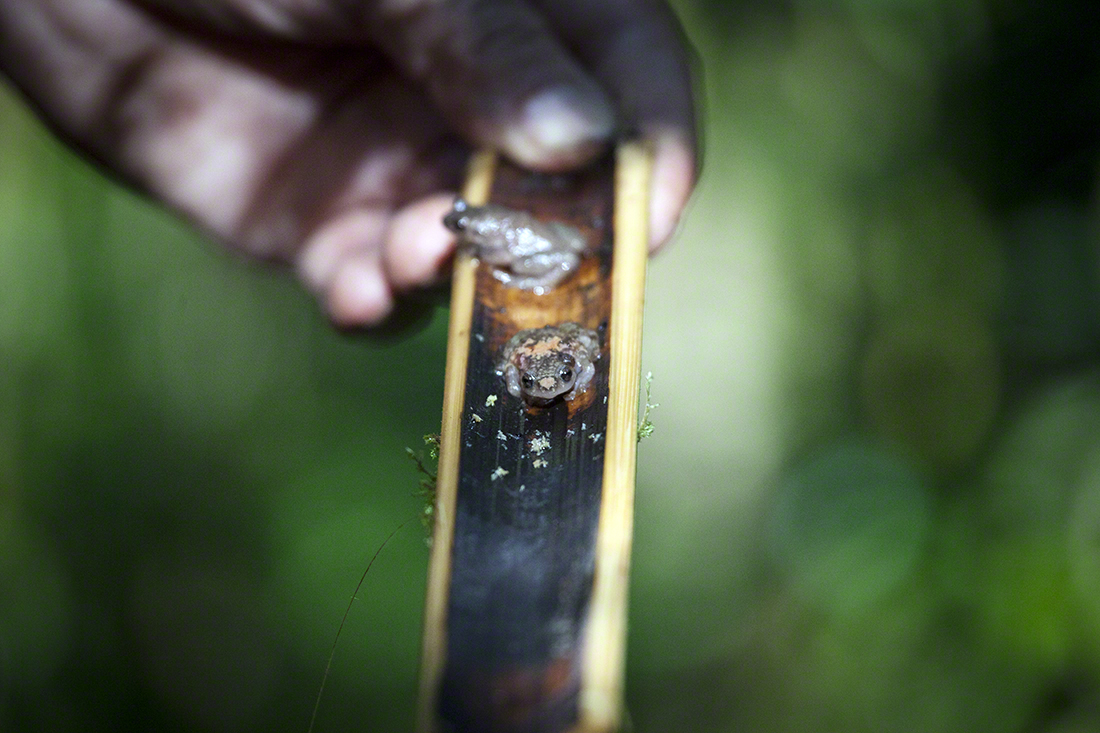 Malagasy Frog