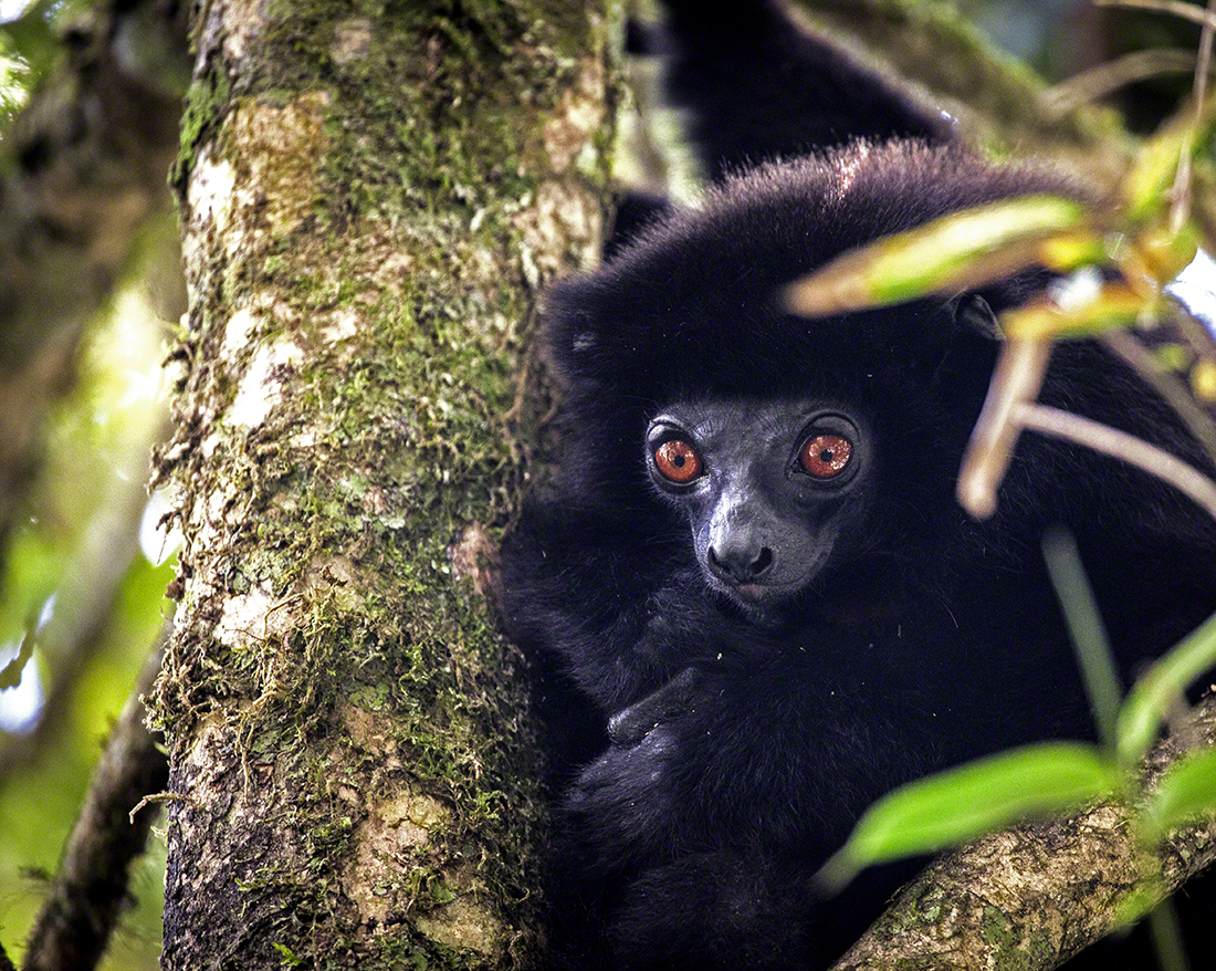 Black Sifaka Lemur