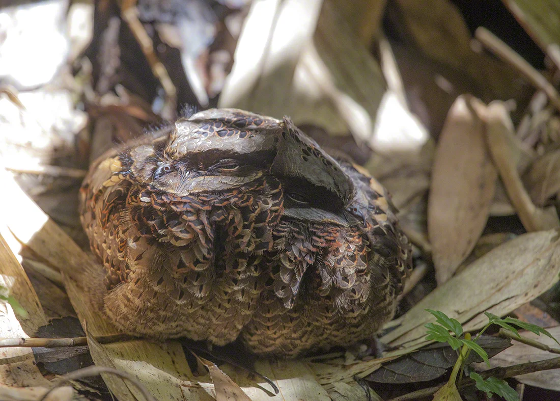 Coffee Would Be Nice