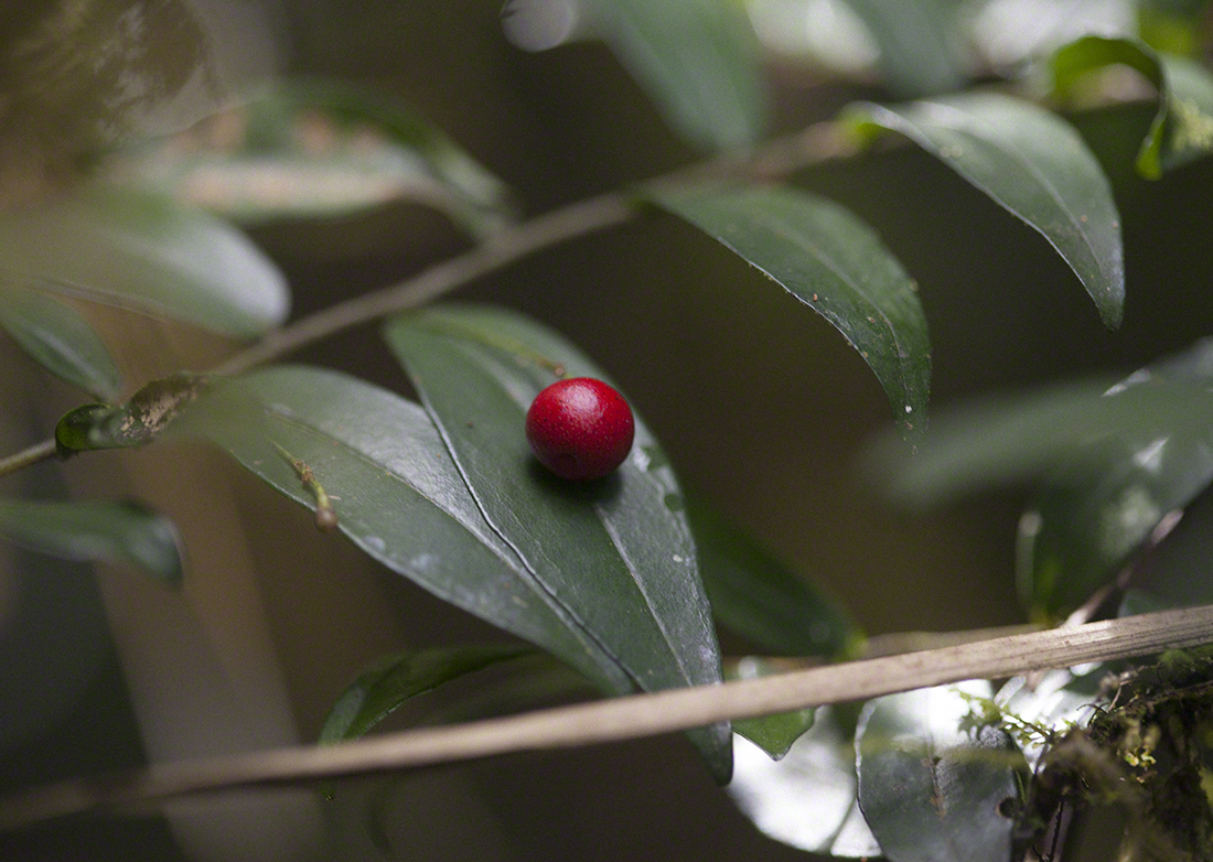 Red Pearl