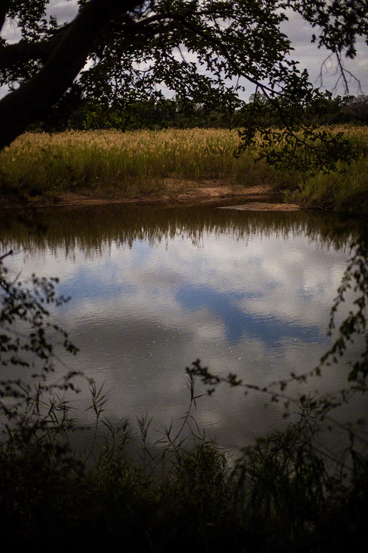 The Water Hole