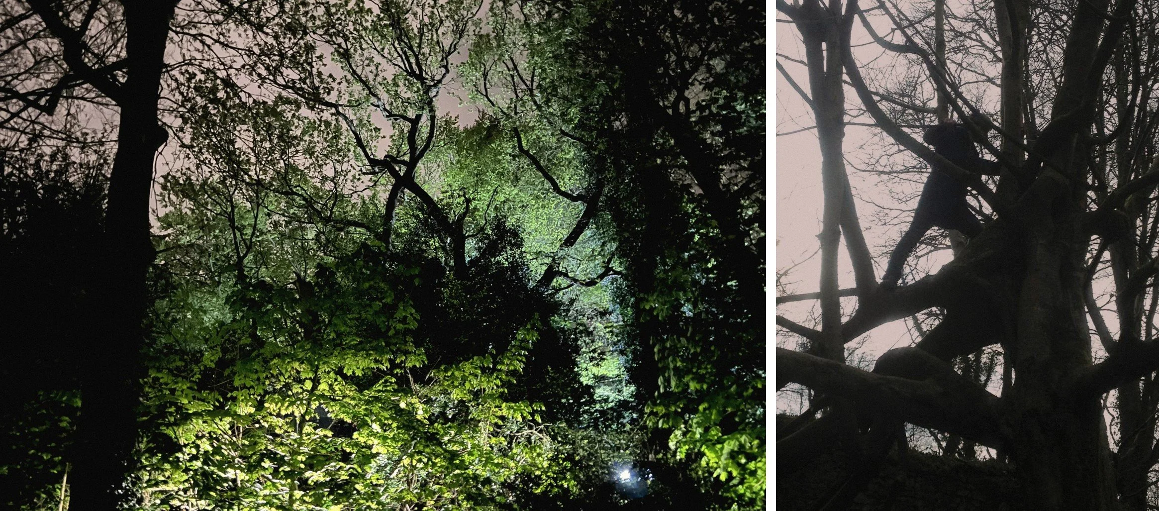Trees at dusk, with a bare tree silhouetted against a pale sky